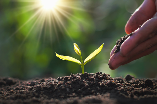 Understanding Soil Before Planting in New Glarus Gardens