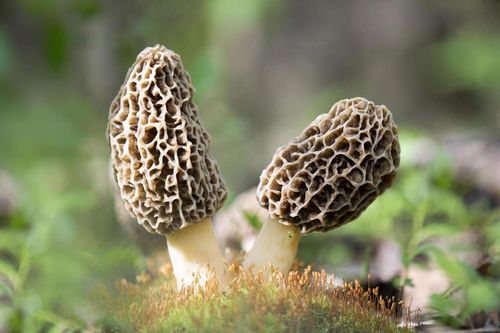 Morel Hunting Season Arrives in the New Glarus Area