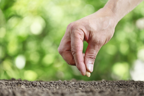 Garden Victories: Choosing Seeds or Nursery Starts