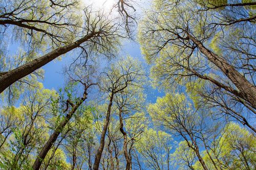 New Glarus Marks Arbor Day With a Look at Its Trees