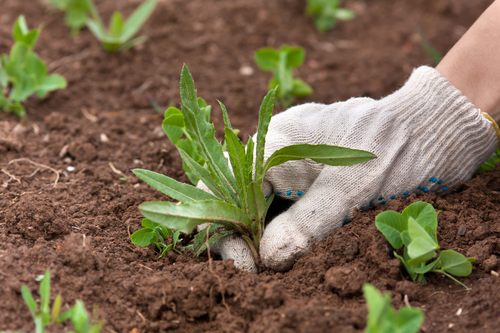 Summer Gardens: Lock In Moisture, Stop the Weeds