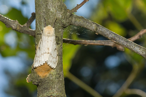 Green County Added to Spongy Moth Quarantine