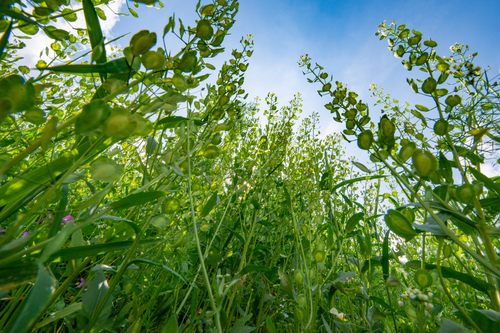 Garden Success 101: Spotting Weeds and Stopping Pests