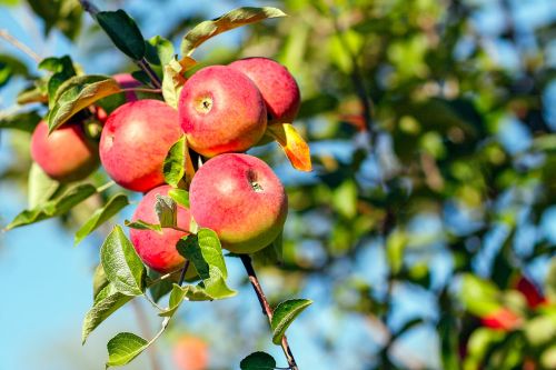 Munchkey Apples Offers Autumn Charm and Fall Flavors Near New Glarus