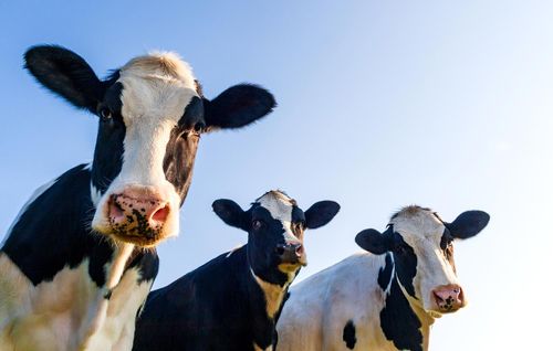 New Glarus Dairy Queen to Be Crowned Tomorrow