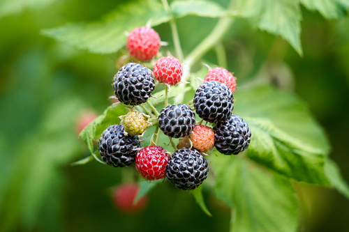 Black Raspberry Season Arrives Around New Glarus