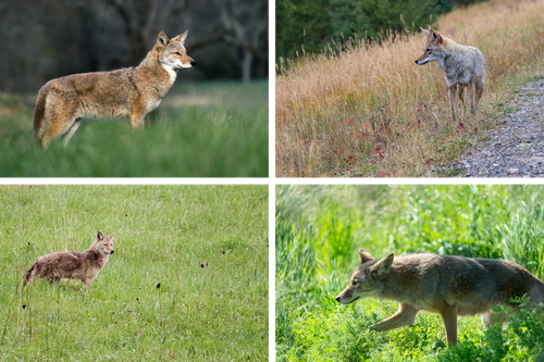 New Coyote Sightings Reveal Emerging Patterns Around New Glarus