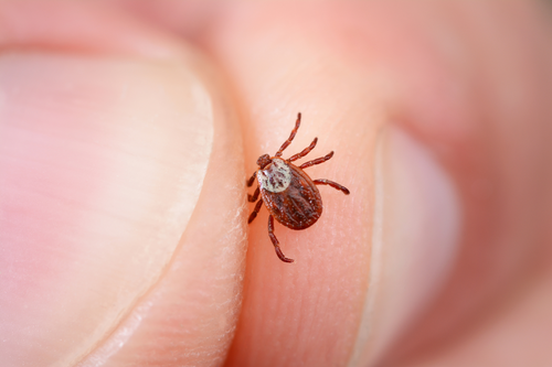 Tick Season Expected to Be Active Across New Glarus Area