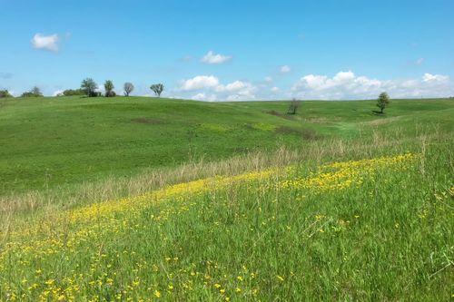 York Prairie Workday Planned for Invasive Species Awareness Weekend