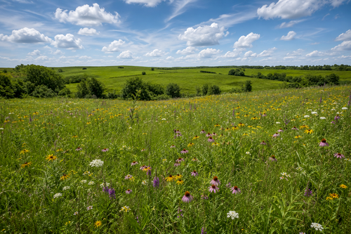 New Glarus Residents Invited to Explore Deep History of York Prairie