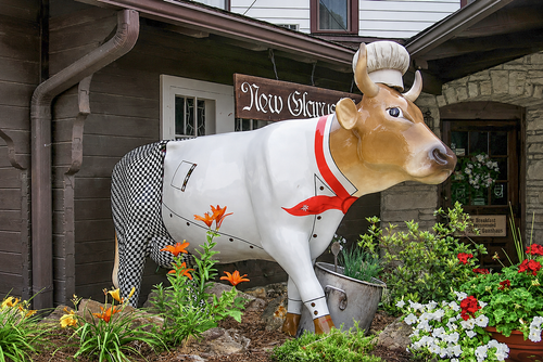 New Glarus Hotel Master Chef Cow Returns Home to New Glarus