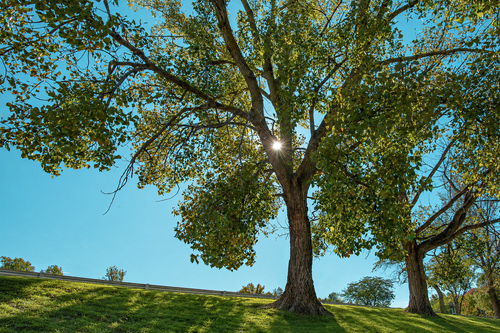 What Wisconsin Lost When the Elms Fell