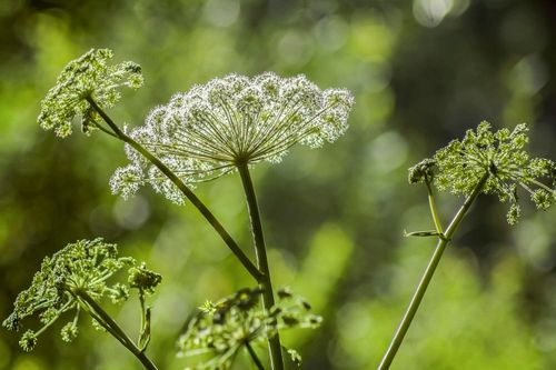 Poison Hemlock Poses Serious Risk in Green County