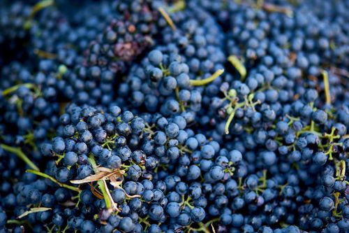 Bailey’s Run Grape Stomp Returns Sept. 12