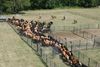 Like Cattle to the Corral