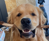 Teaching Old Dogs New Tricks