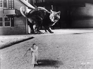On Cats on Film