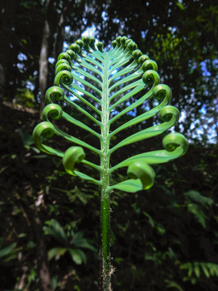 The Kindcraft Jungle Inspiration Jessica Chen-9