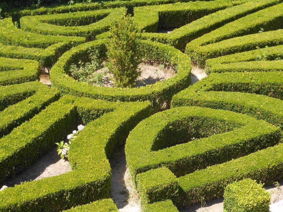 Garden made, manicured green hedges organized around a central circular edge, with a tree growing in the middle.