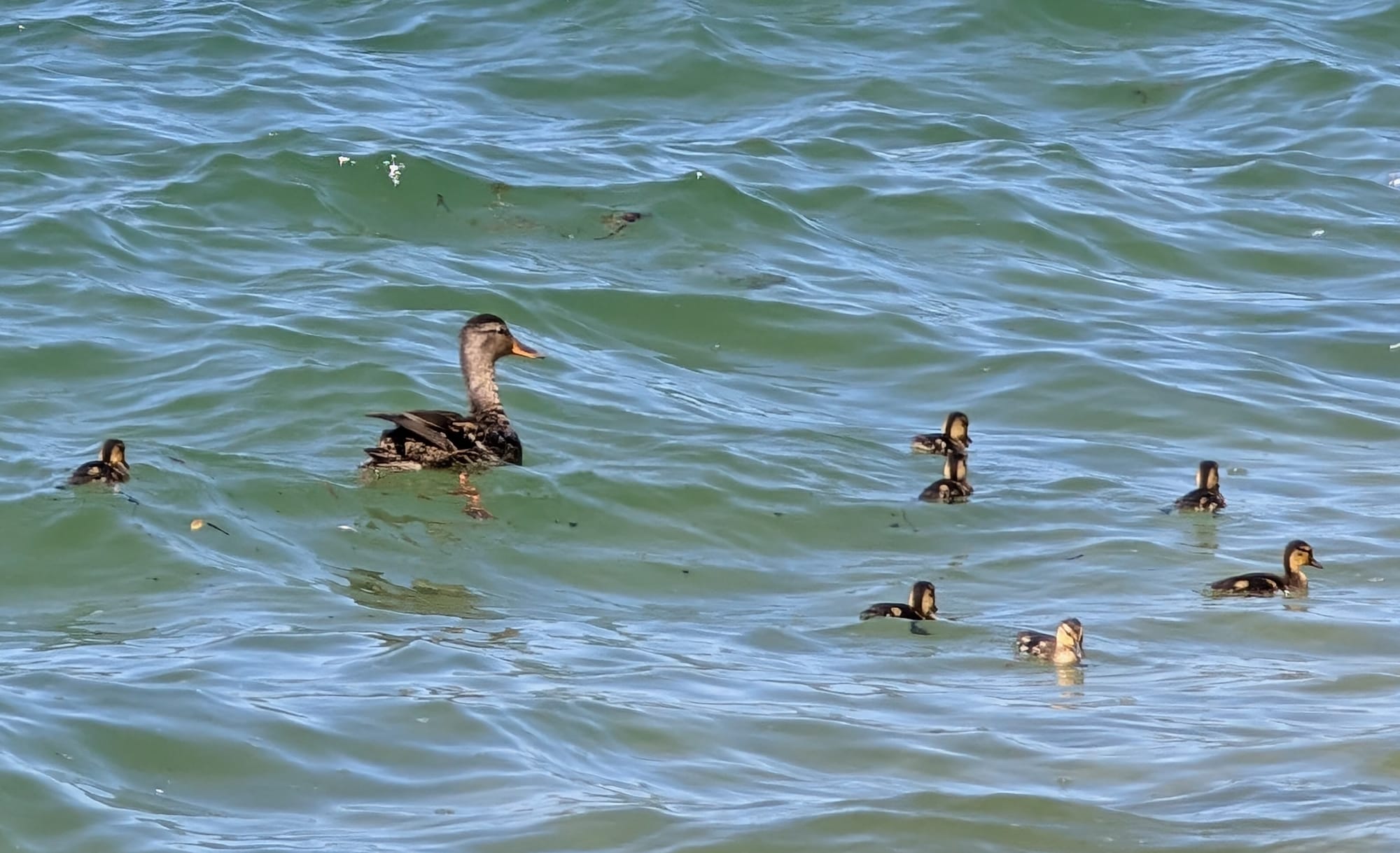 A mother mallard with seven baby ducklings