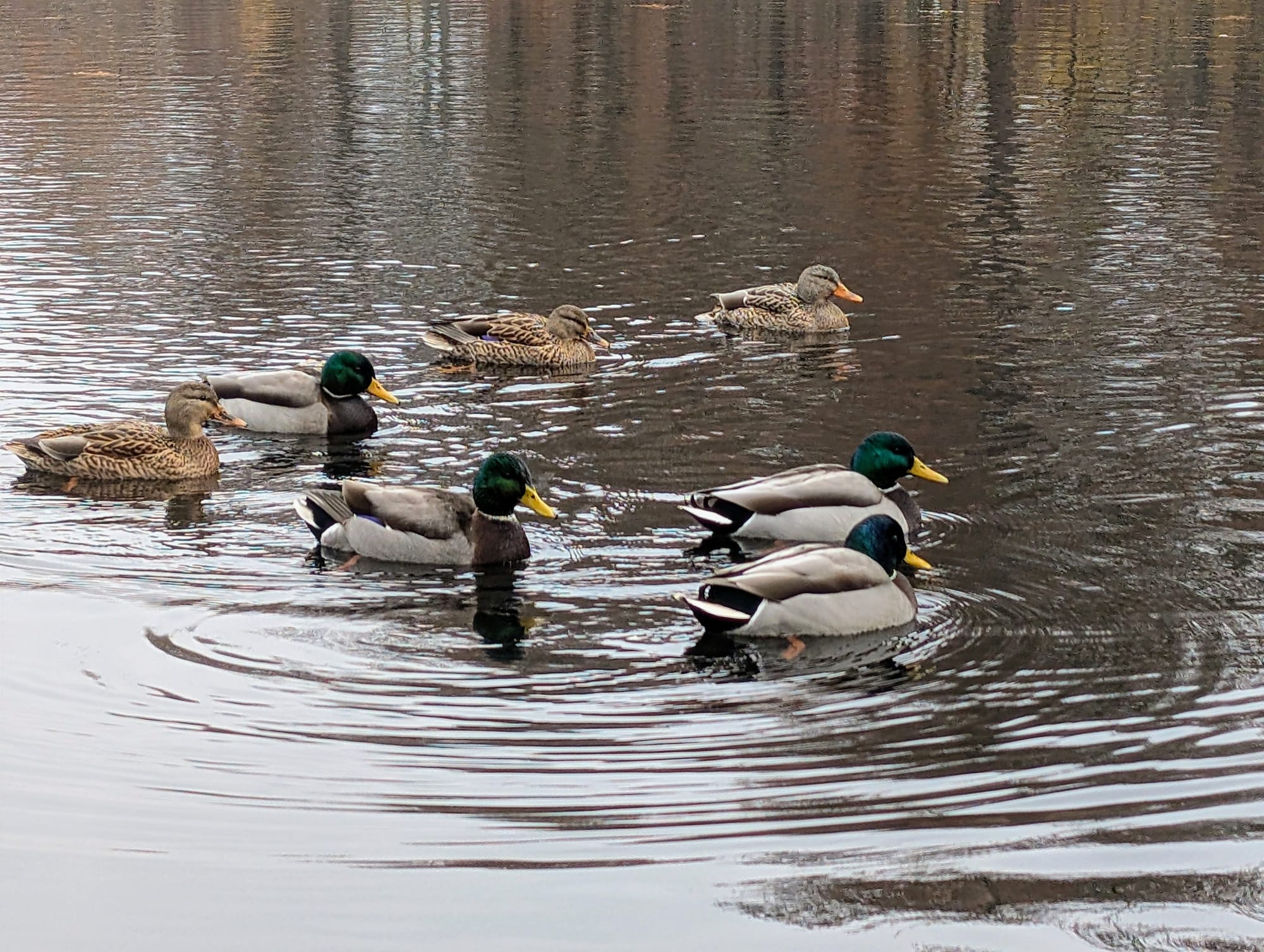 Seven mallard ducks on a pond showing male and female colors