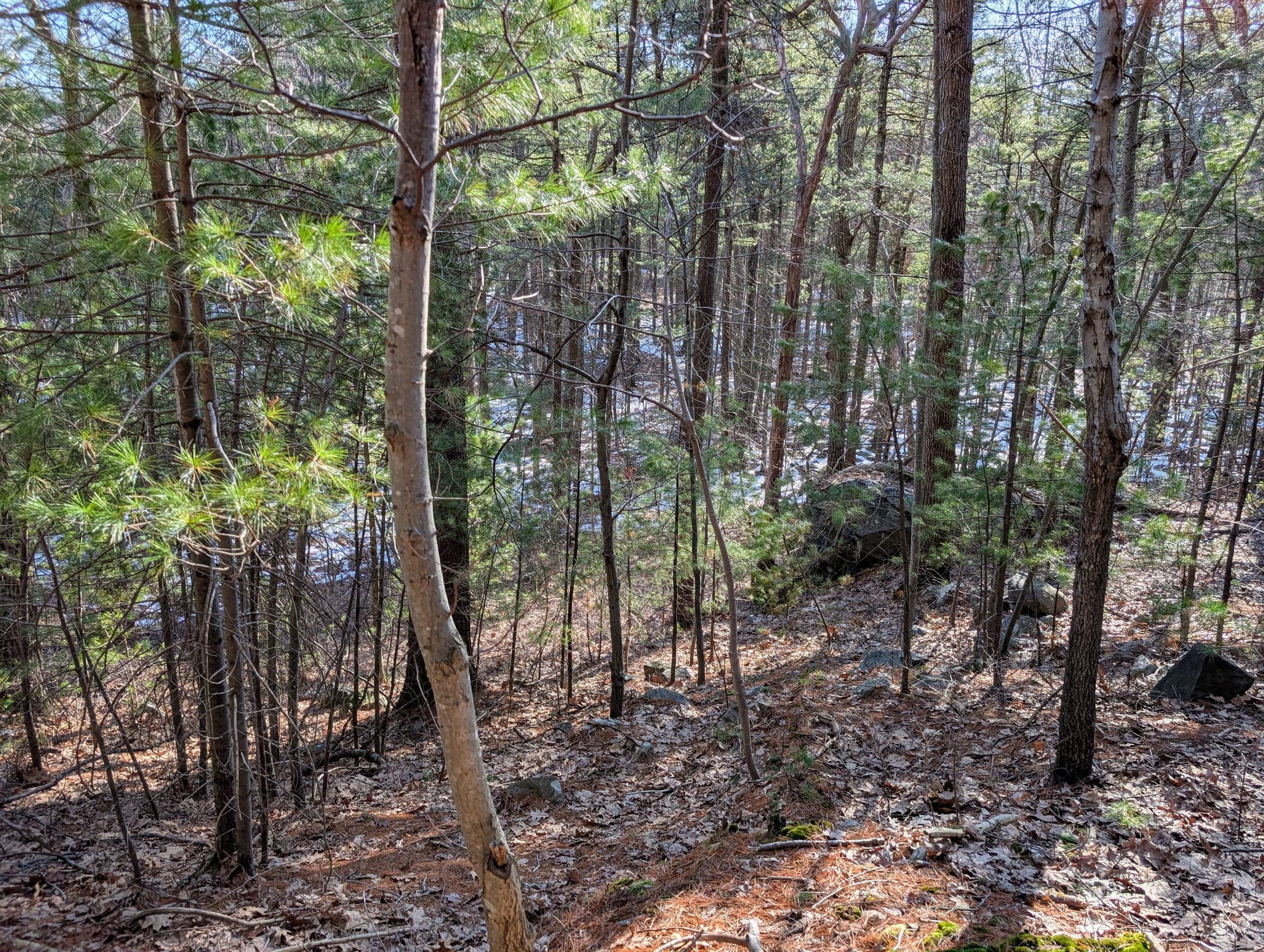 Pine trees in the sunlight with snow on the slope of the hill barely visible in the background