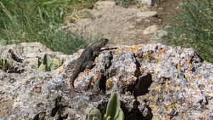 🦎 year of the lizard pushups