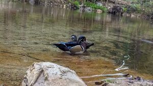 Cute duck pictures