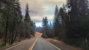 The wilderness on fire