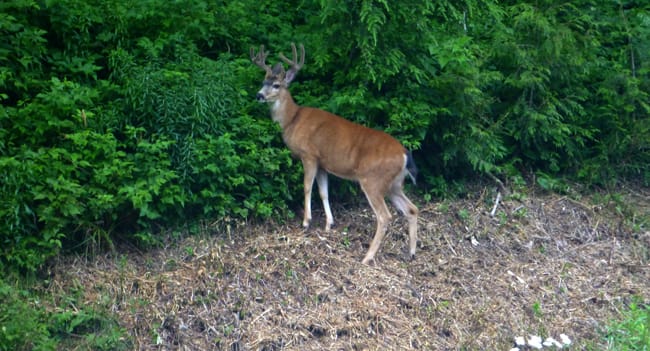 mt seymour deer