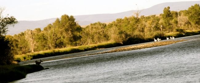 deer and pelicans