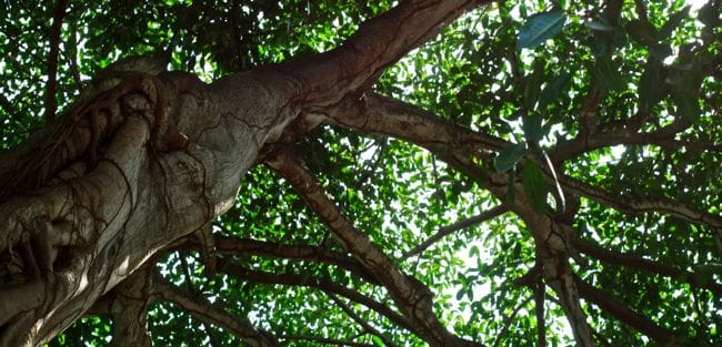 nayarit holiday9
