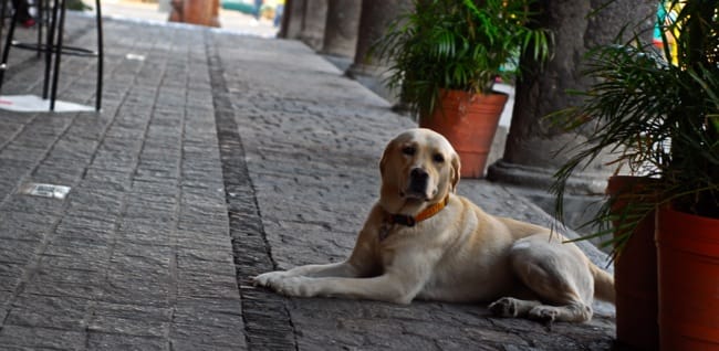 karma ruta tequila