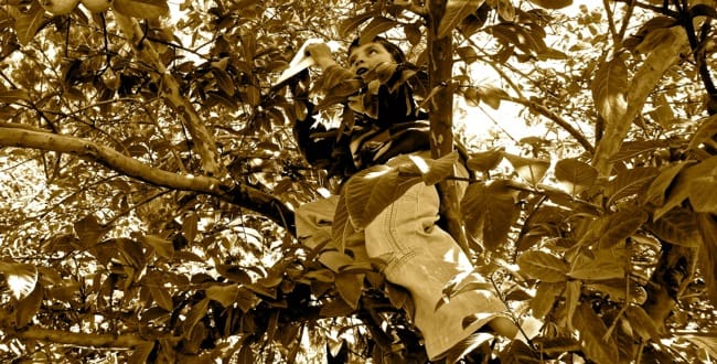 avion tree