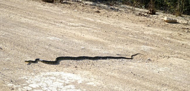 belize snake