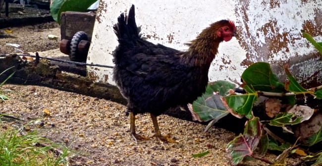 chicken