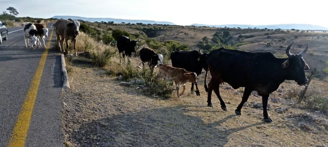 cows in road