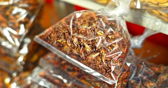 maya rally chapulines