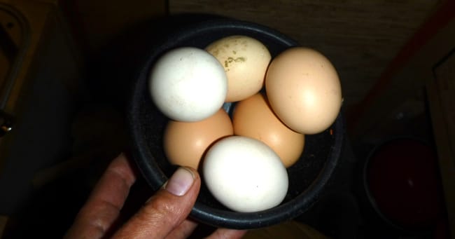 senoras eggs