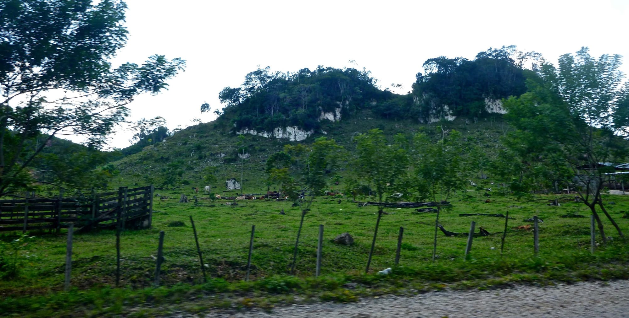 camel landscape