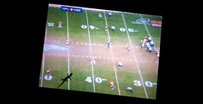 football gecko