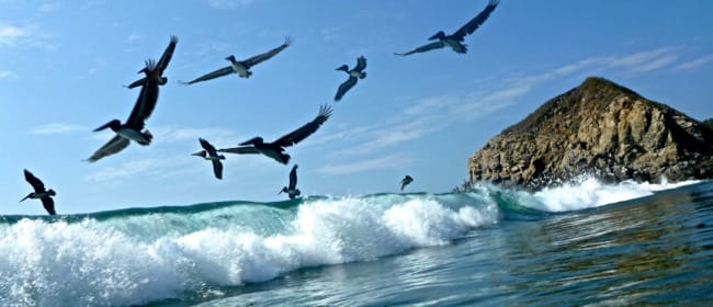 pelicans surf