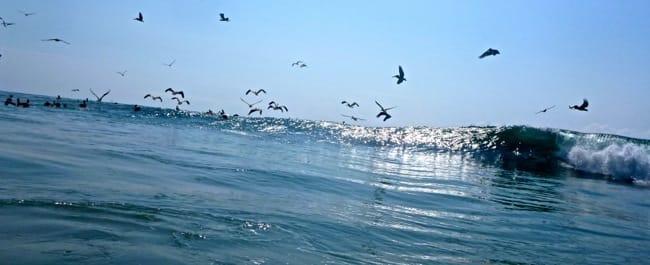 pelicans surf2