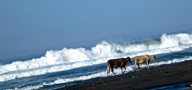 cows on the beach