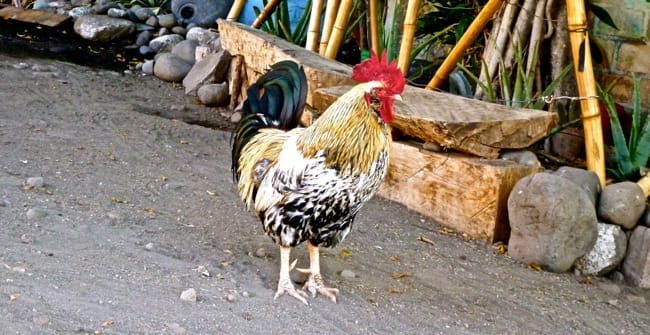 gallo