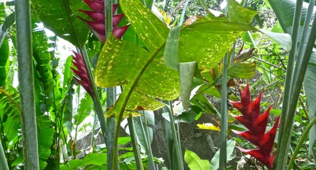 jardin 4