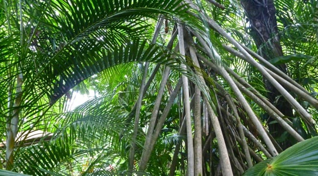 jardin 5