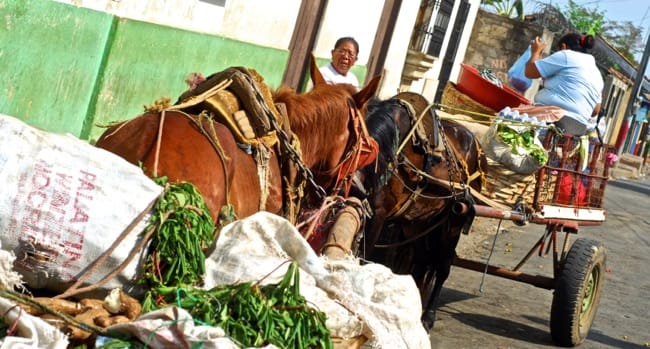 nica market 1