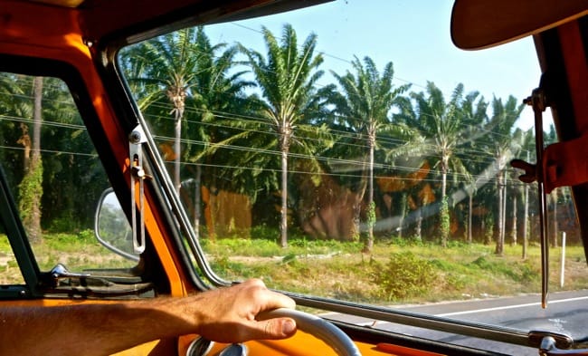 palms