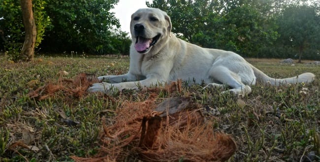 shredded coconut